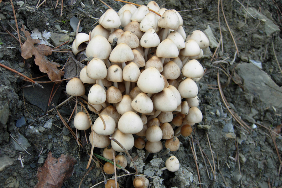 Da solo non ci riesco....